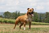 AMSTAFF ADULT 524